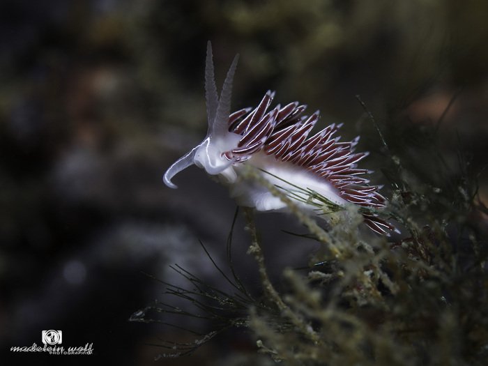 Cerata on a White edged nudibranch Flabellina capensis