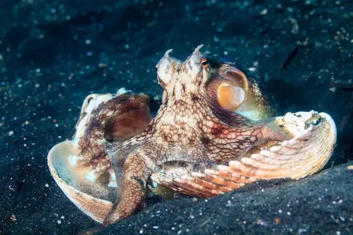 Coconut Octopus