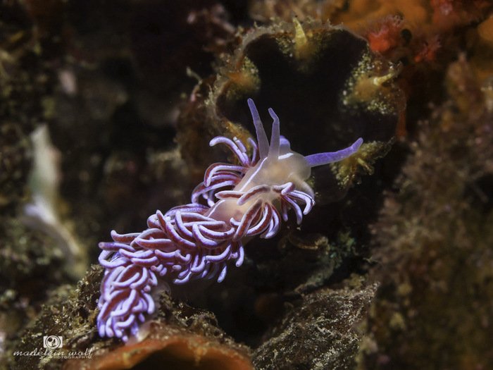 Coral nudibranch Phyllodesmium horridum 1