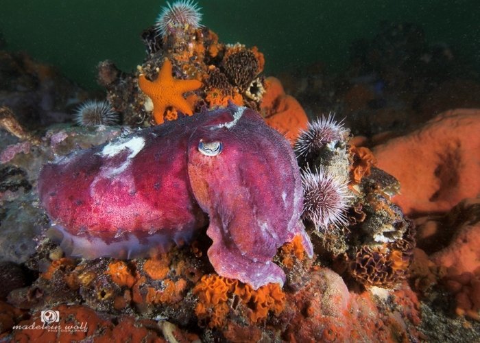 Cuttle fish Gordons Bay Cape Town MadeleinWolf
