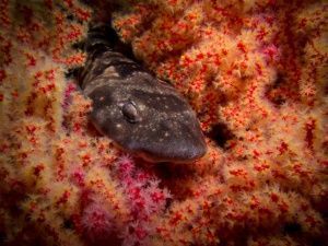 Dark Shyshark Haploblepharus pictus
