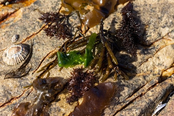 Different species of edible seaweeds found on the SA coast