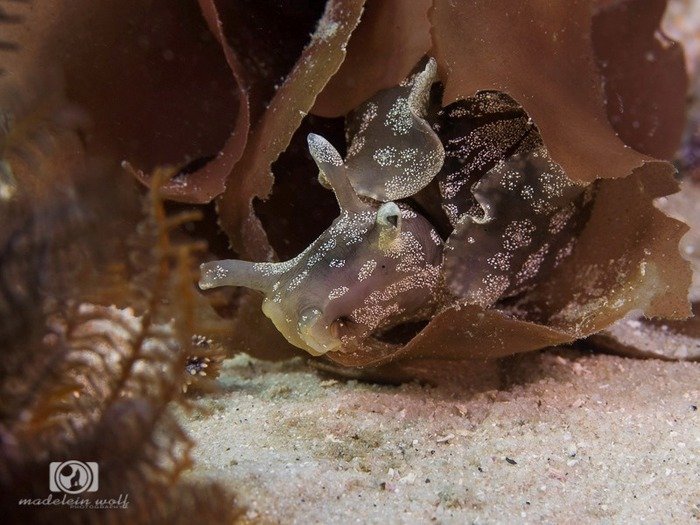 Dwarf sea hare Aplysia parvula on a piece of kelp Madelein Wolf photography 1