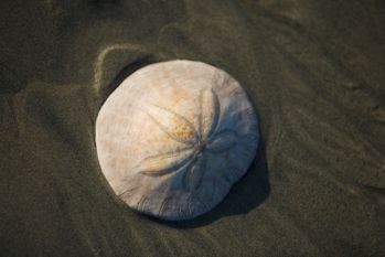 Echinoderm sand dollar