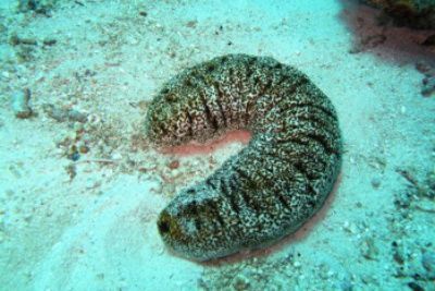Echinoderm sea cucumber
