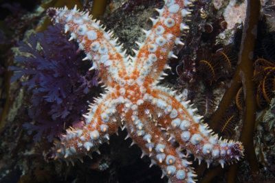 Echinoderm sea star or star fish
