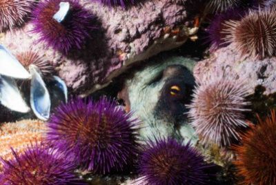 Echinoderm sea urchins with an octopus hiding between them