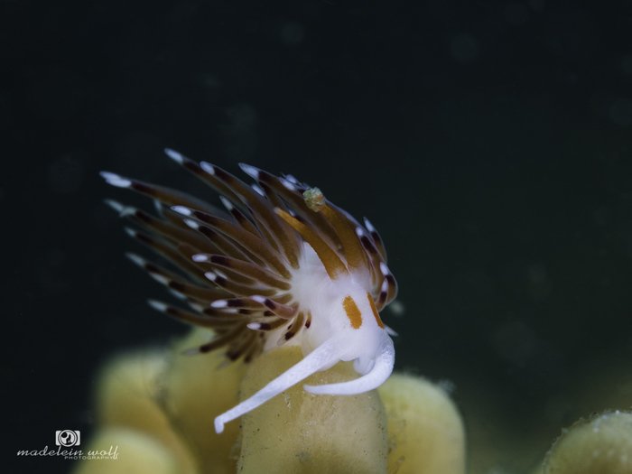 Elegant nudibranch Cratena sp.1