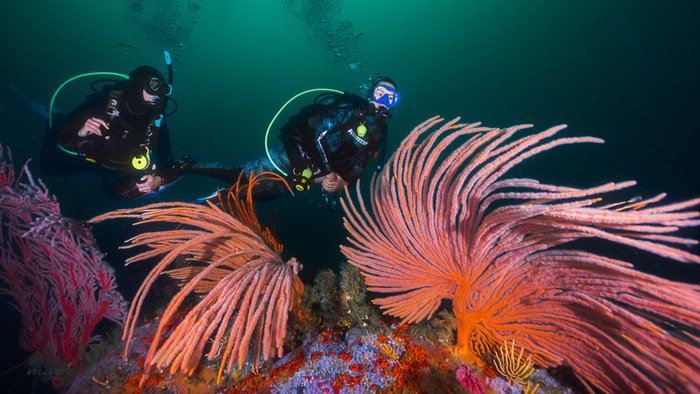 false bay reef with divers