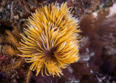 Feather duster worm or giant fanworm Sabellastarte longa