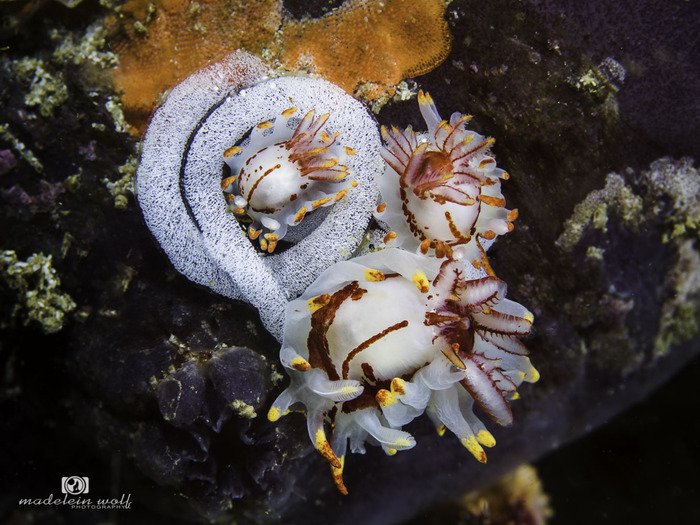 Fiery nudibranchs Okenia amoenula 1
