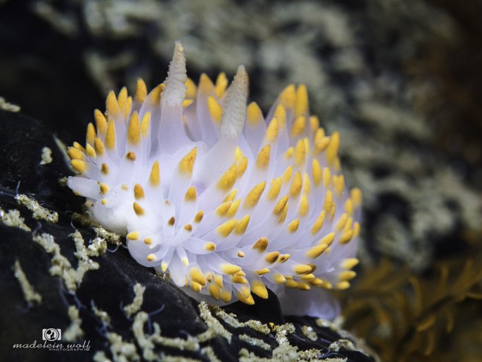 Gas flame nudibranch Bonisa nakaza 2