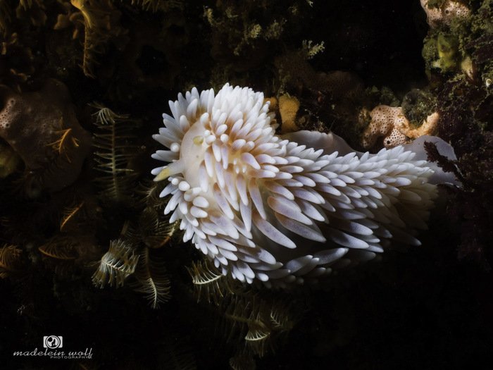 Gas flame nudibranch Bonisa nakaza 3