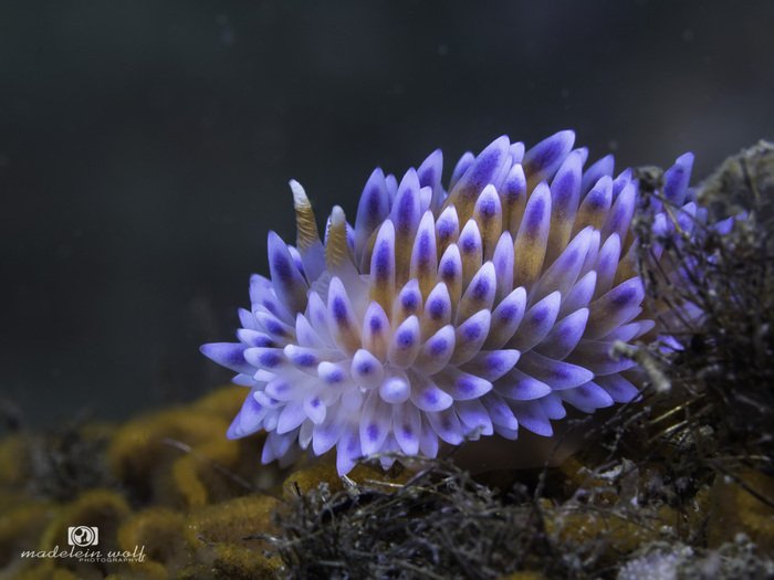 Gas flame nudibranch Bonisa nakaza 3a