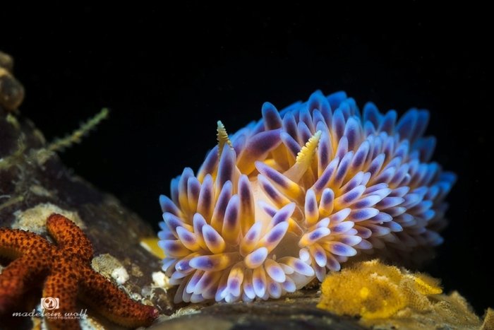 Gasflame nudibranch Gordons Bay Cape Town MadeleinWolf