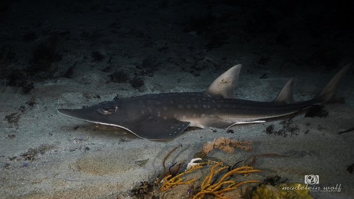 Giant Guitar Shark 1