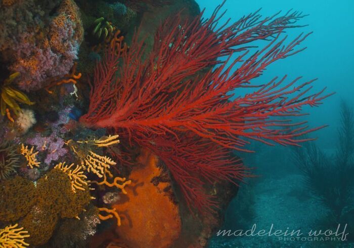 Gordons Bay diving 10