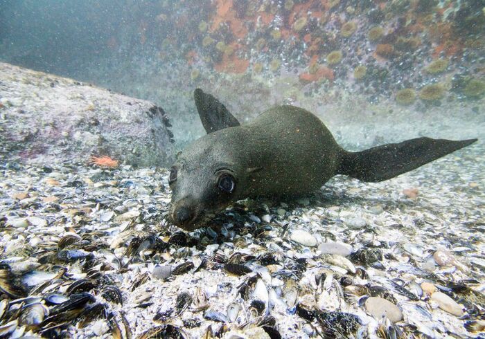 Gordons Bay diving Cape Fur Seal