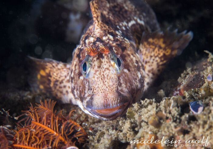 Gordons Bay diving Horned blenny