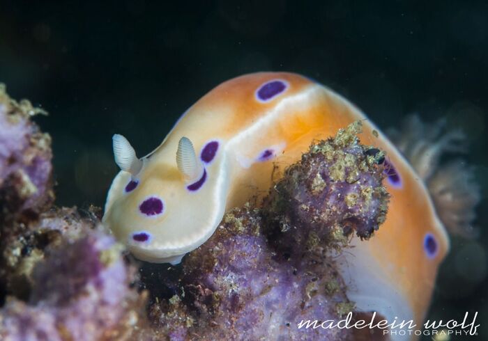 Gordons Bay diving Ink spot nudibranch