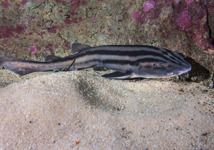 Gordons Bay diving Pyjama shark