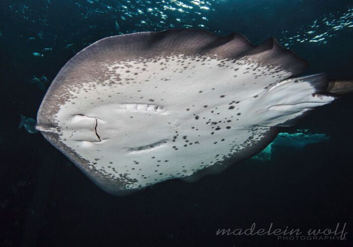 Gordons Bay diving Short tail stingray
