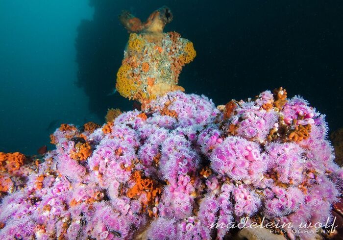 Gordons Bay diving carpet of Strawberry anemones