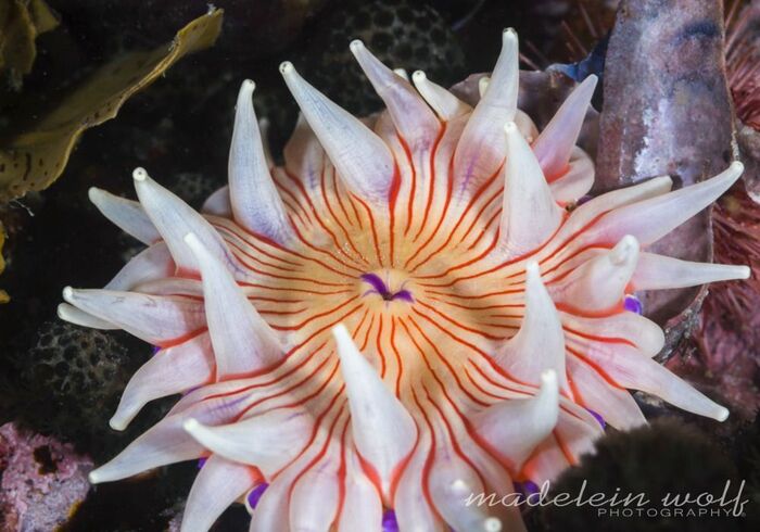 Gordons Bay diving colorful anemone