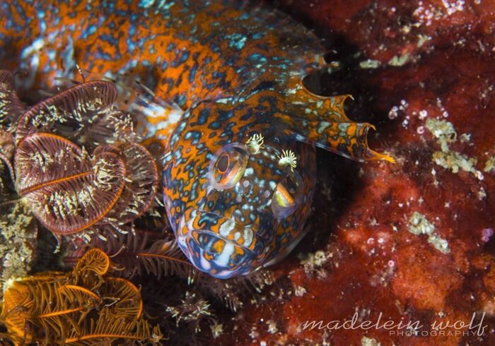 Gordons Bay diving colorful klipfish
