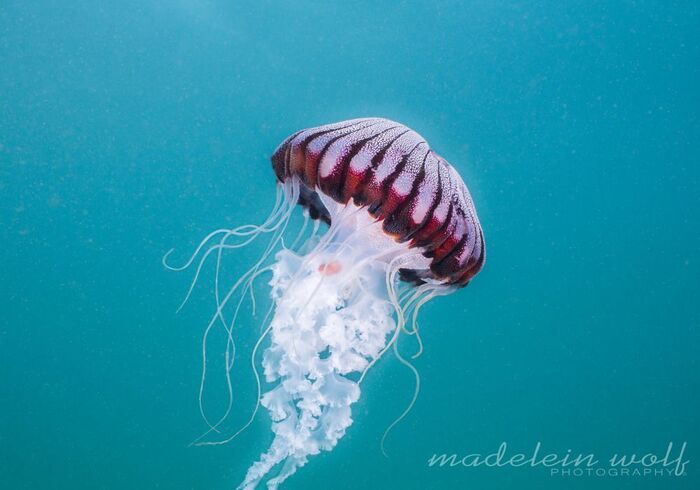 Gordons Bay diving compass jelly fish