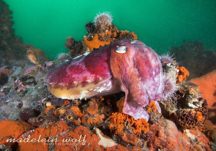 Gordons Bay diving cuttlefish
