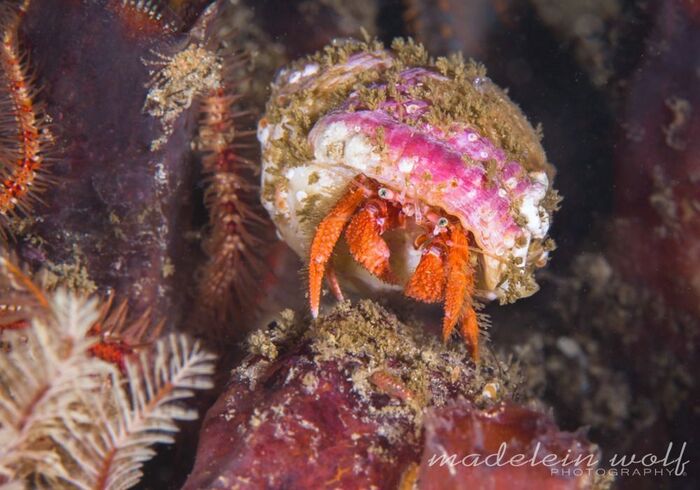 Gordons Bay diving hermit crab
