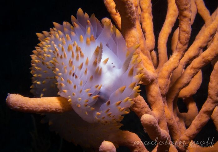 Gordons Bay diving orange gasflame nudibranch
