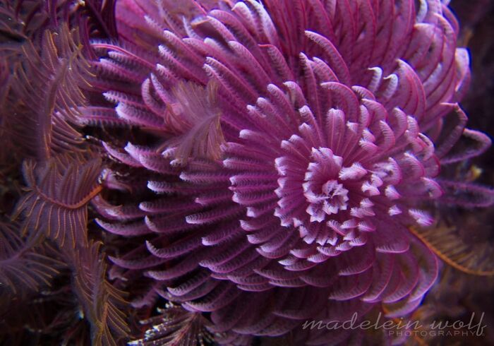 Gordons Bay diving pink fanworm