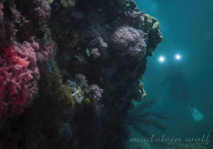 Gordons Bay diving rocky reef