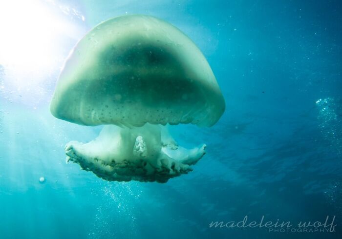 Gordons Bay diving root mouth jelly fish