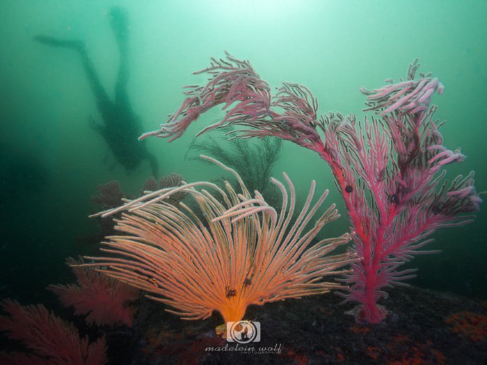 Gordons Bay reef underwater on low visibility dive