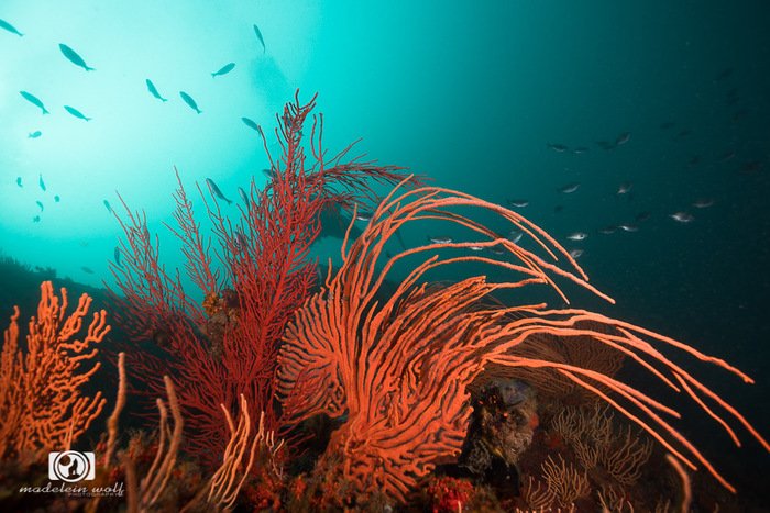 Gordons Bay sea fan forest reef underwater
