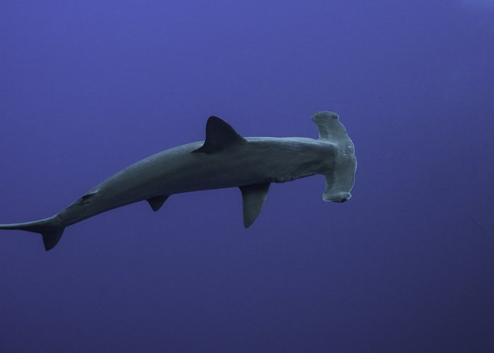 Hammerhead shark MadeleinWolf photo