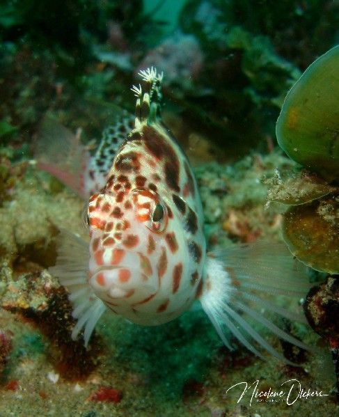 Hawkfish sml