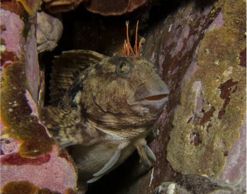 Horned Blenny Parablennius cornutus