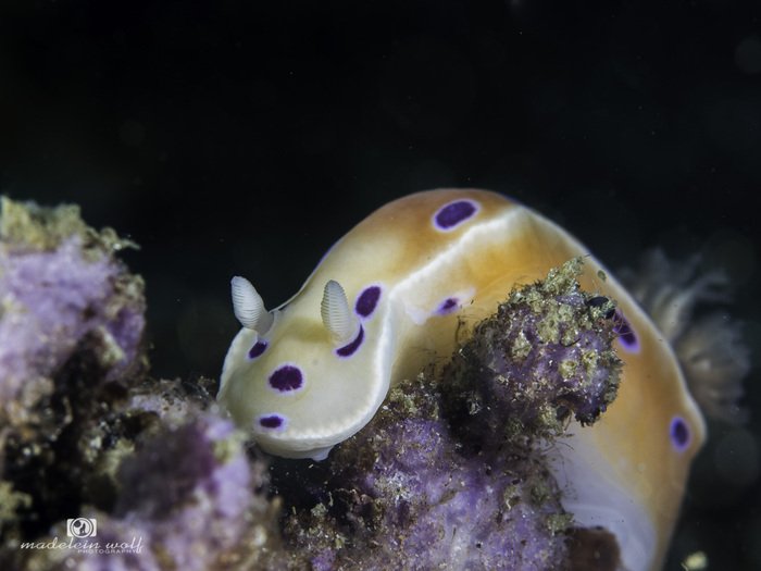 Ink spot nudibranch Ceratosoma ingozi