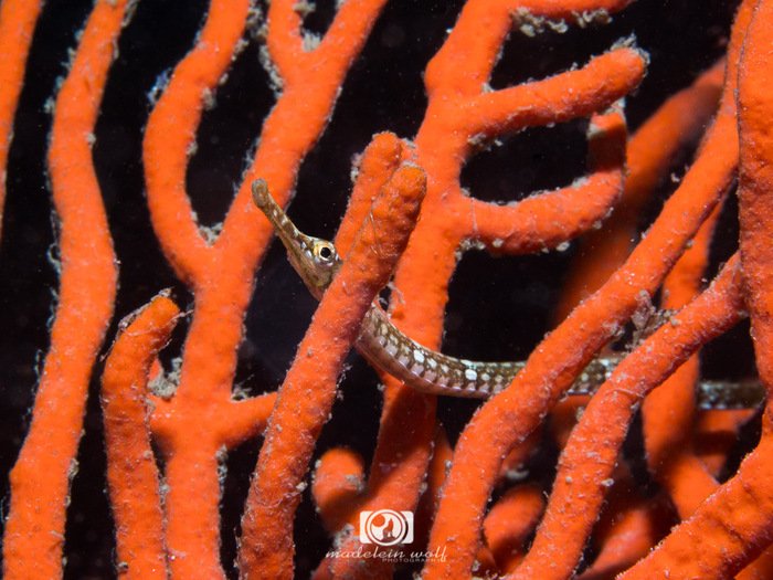Longsnout pipe fish in a sea fan underwater
