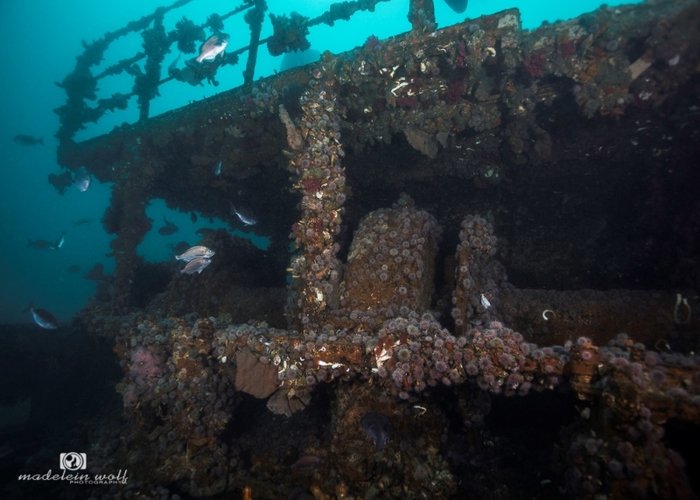 MV Aster Fishing Trawler Shipwreck Hout Bay 5