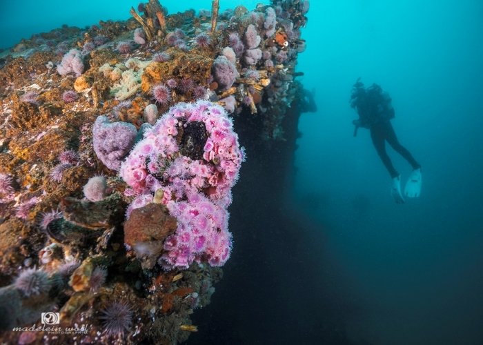 MV Katsu Maru Japanese Trawler Shipwreck Hout Bay 4