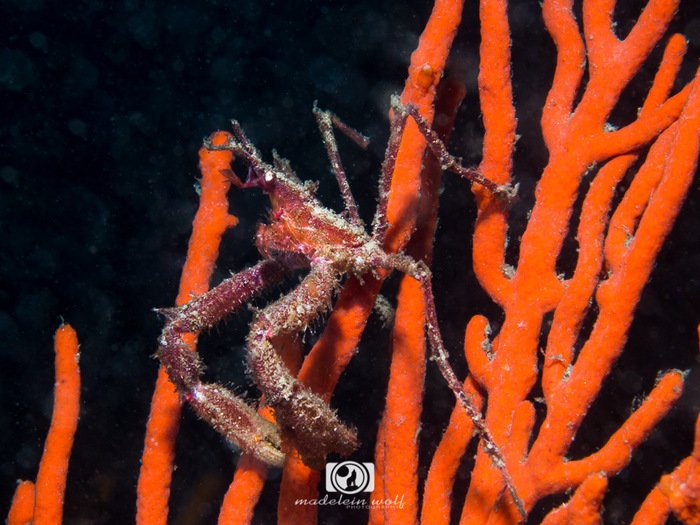 Macropodia falcifera the Cape long legged spider crab