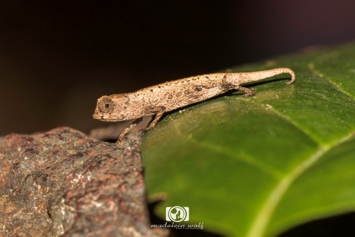 Madagascar Travel writing MadeleinWolf Minute Leaf Chameleon