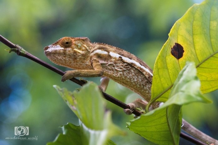 Madagascar Travel writing MadeleinWolf chameleon