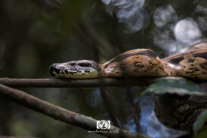 Madagascar Travel writing MadeleinWolf ground boa