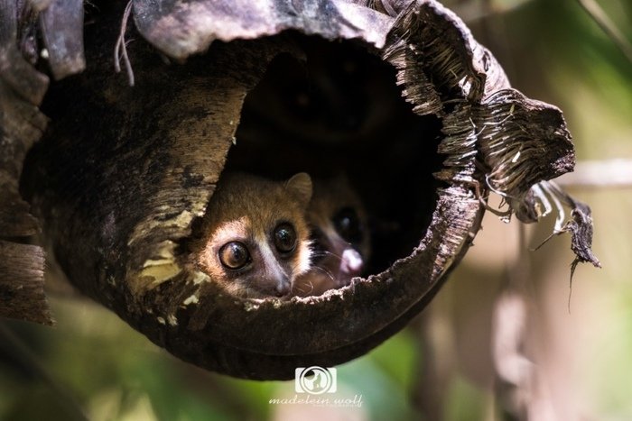 Madagascar Travel writing MadeleinWolf lemur 1